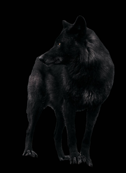 Visszatekintve a elszigetelt fekete fekete Farkas - Fotó, kép