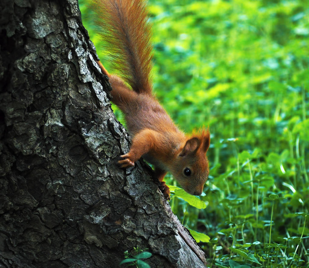 Orava söpö puu katselee alas
 - Valokuva, kuva