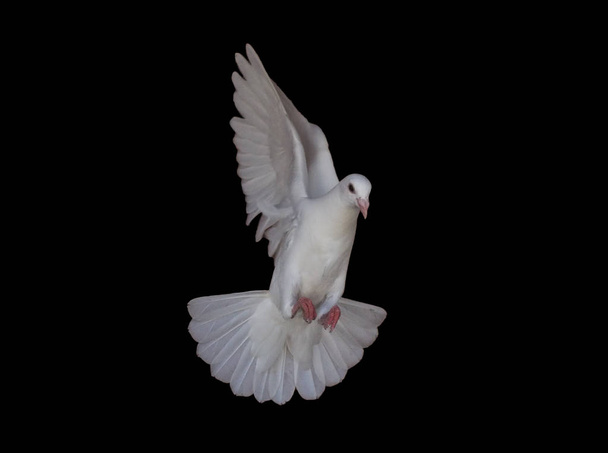 Pomba branca está voando isolada no preto
 - Foto, Imagem