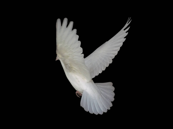 Branco no pombo de voo isolado à vista preta da esquerda
 - Foto, Imagem