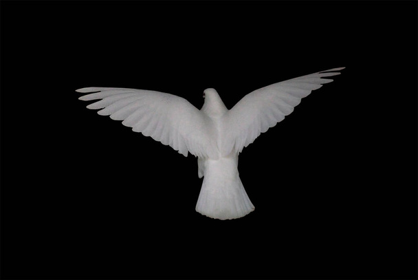 Biały gołąb w gołębi lot na białym tle w czarny widok z tyłu - Zdjęcie, obraz
