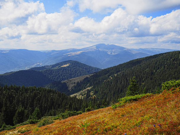 Carpatian vuoret ylhäältä näkymä vihreässä metsässä  - Valokuva, kuva