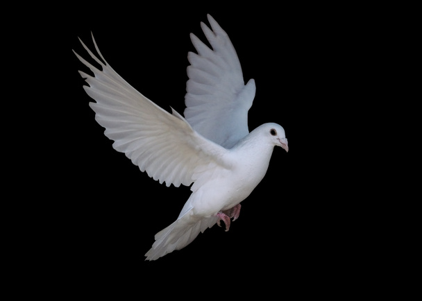 White dove flying isolated at the black - Photo, Image