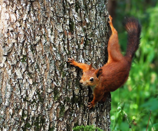 Orava söpö istuu alas puuhun ja katselee kameraa hauska
 - Valokuva, kuva