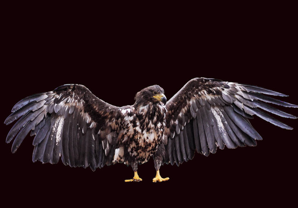 Αετός με ανοιγμένα φτερά απομονωμένες - Φωτογραφία, εικόνα