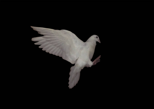Pomba branca está voando isolada no preto
 - Foto, Imagem