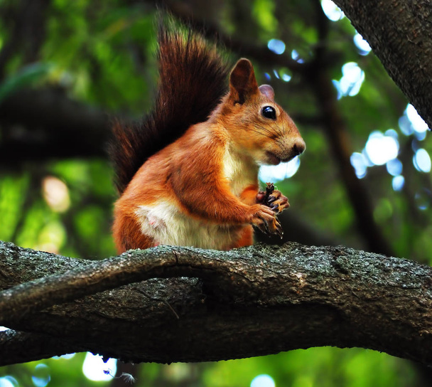 Σκίουρος χαριτωμένα στο δέντρο κρατώντας κάτι στα χέρια - Φωτογραφία, εικόνα