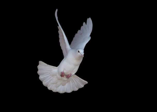 Bílá holubice létající izolované v černé - Fotografie, Obrázek