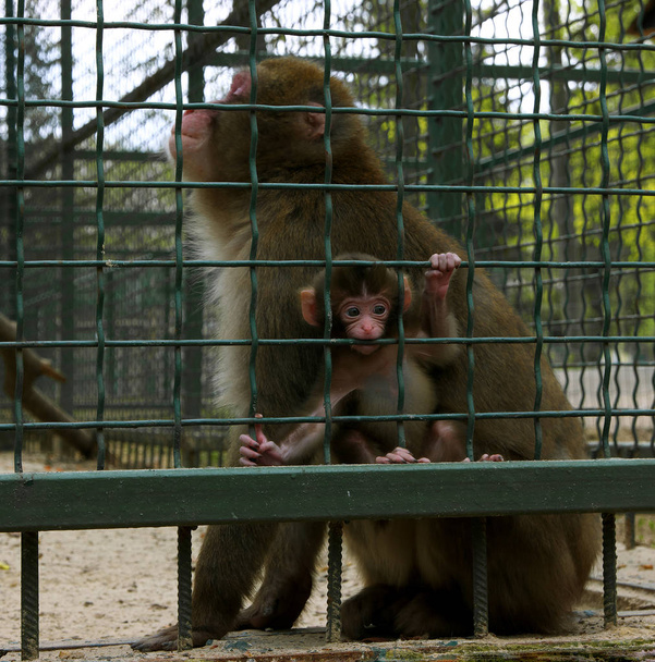 Macacos mãe feliz com bebê
 - Foto, Imagem