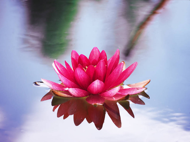 Nymphaa różowy kwiat bliska, naturalnego tła - Zdjęcie, obraz