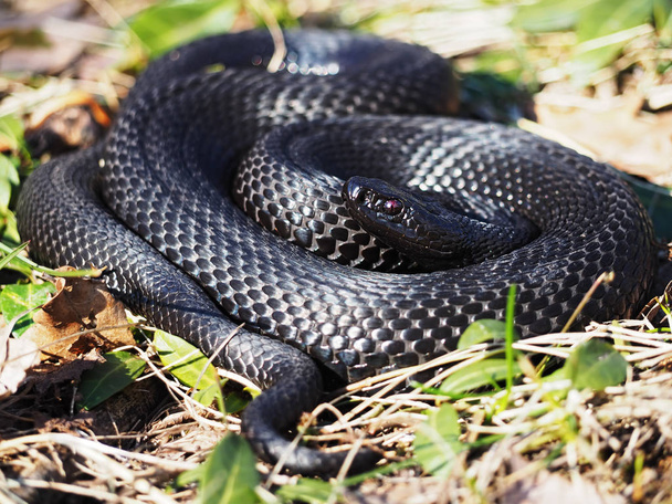 Schlange schwarz liegt im Gras zusammengerollt in einem Ball  - Foto, Bild