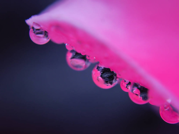 makro květina s kapkami vody - Fotografie, Obrázek