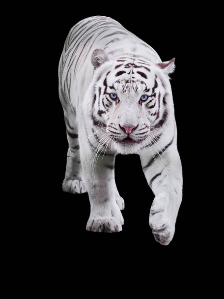 Valkoinen iso tiikeri Panthera tigris bengalensis kävely eristetty musta
 - Valokuva, kuva