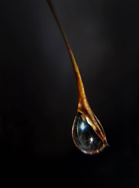 Таинственная капля воды на конце листа ветки
 - Фото, изображение
