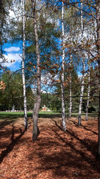 木とソフィア、ブルガリアの都市の南公園の庭園 - 写真・画像