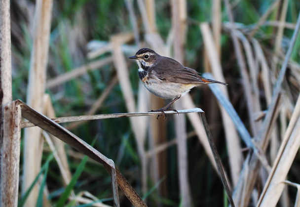 Bird schoenobaenus acrocephalus, сидящий на трости с левой стороны
 - Фото, изображение