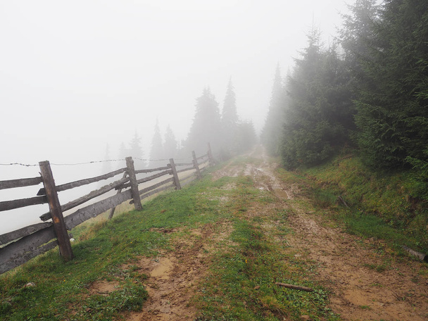 Montanhas carpáticas neblina e neblina na floresta de pinheiros
  - Foto, Imagem