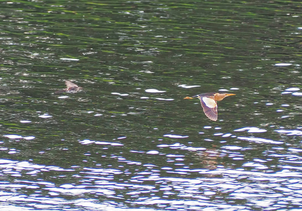 Uccello Ixobrychus minutus che sorvola il lago
 - Foto, immagini