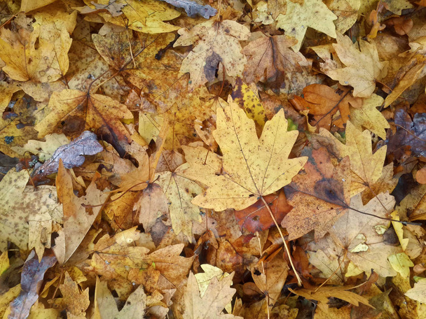 Autumn yellow leaves on the groun - Foto, Imagen