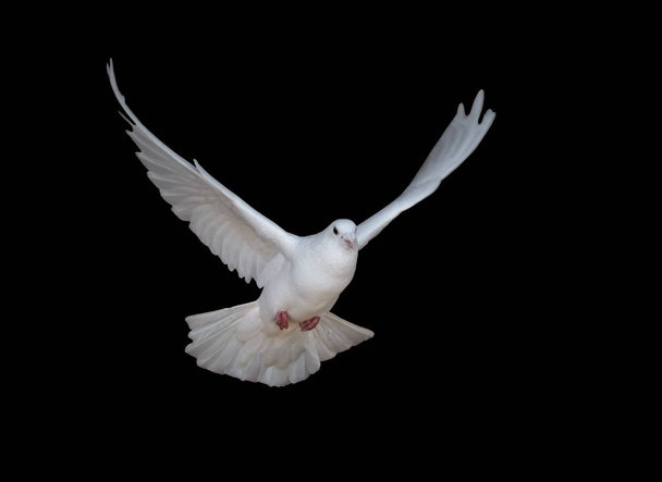 Paloma blanca volando aislada en negro
 - Foto, Imagen