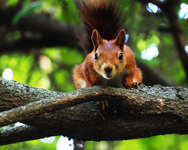 Wiewiórka ładny siedzi na drzewie i patrząc na kamery - Zdjęcie, obraz