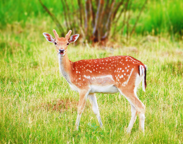 Deer at the grass at the meadow cute - Photo, Image
