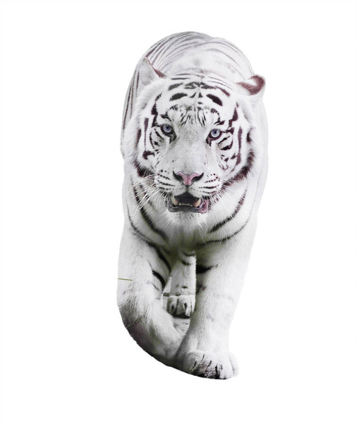 Branco grande tigre Panthera tigris bengalensis andando isolado a branco
 - Foto, Imagem