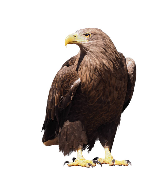 Eagle with yellow beak isolated at white - 写真・画像