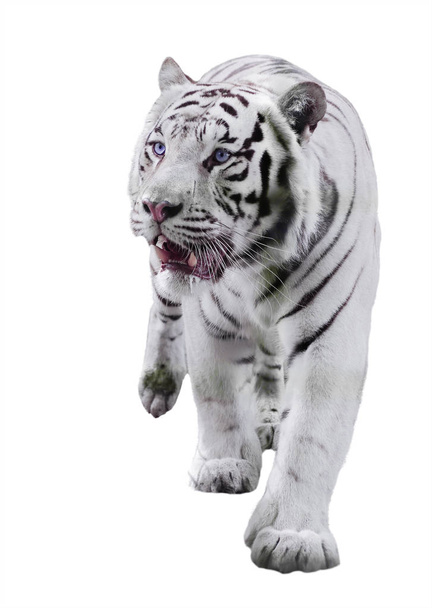 Branco grande tigre Panthera tigris bengalensis andando isolado a branco
 - Foto, Imagem
