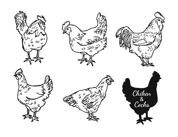 Piirustus sarjakuva kanat ja kukot asetettu
. - Vektori, kuva