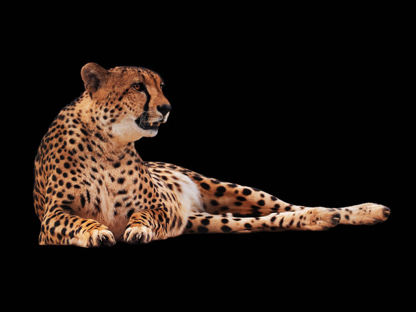 Izolované gepard spatřen černá - Fotografie, Obrázek