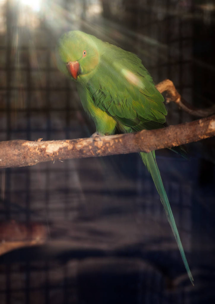 Зелений папуга P sittacula krameri на сонячних променях, озираючись назад
 - Фото, зображення