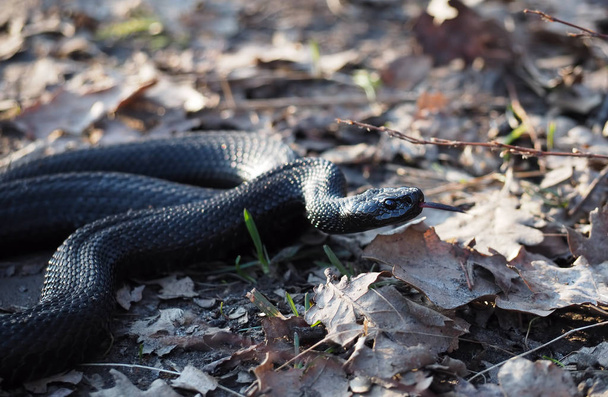 Black snake creeps into the forest at the autumn leaves shows red tongue - Photo, Image