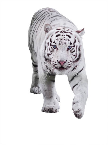 Blanco tigre grande Panthera tigris bengalensis caminando aislado en blanco
 - Foto, imagen