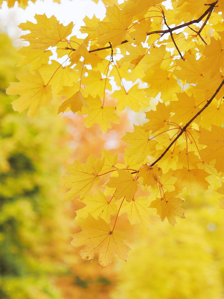 Yellow mapple leaves at the tree  - Фото, зображення