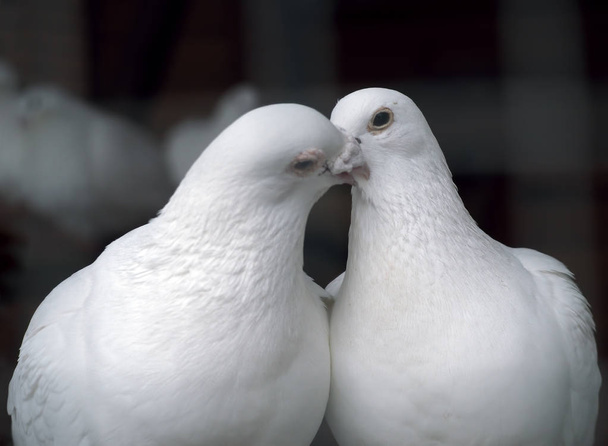 White pigeons in love kissing - 写真・画像
