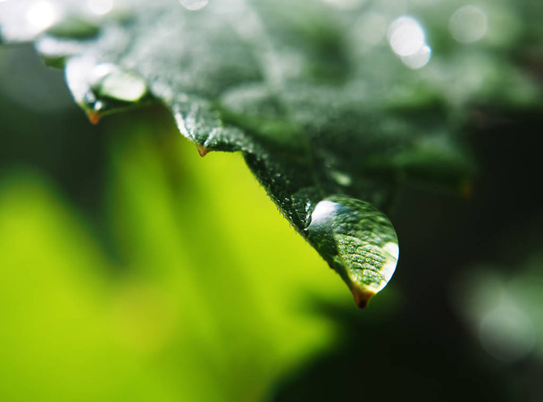 Падіння води на макросі зеленого листя
 - Фото, зображення