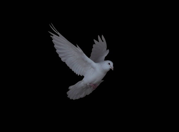 Белый голубь в полете изолирован с черной стороны вид, летящий вправо
 - Фото, изображение