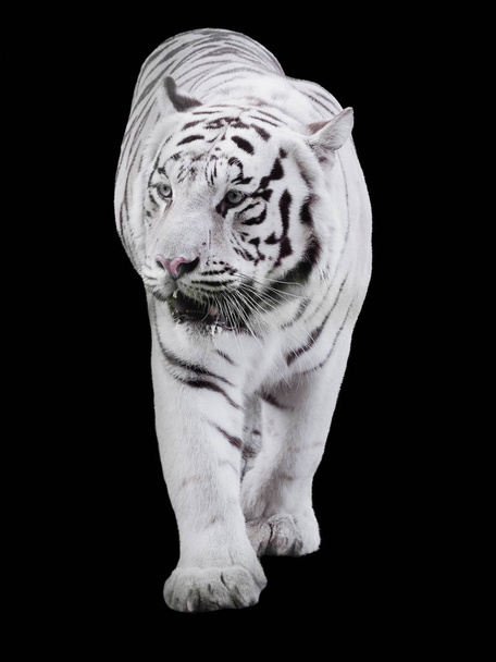 Koca kaplan Panthera tigris bengalensis ihbarı izole yürüyüş beyaz - Fotoğraf, Görsel