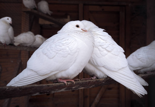 Pareja de palomas blancas sobre tabla de madera
 - Foto, Imagen