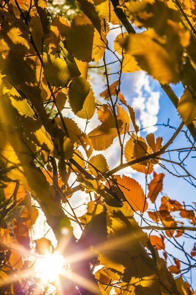 Autumn foliage background. Golden Autumn time season. sunny day  - Fotoğraf, Görsel