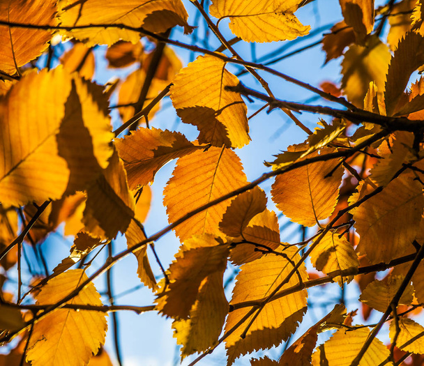 Autumn foliage of orange tree leaves with blue sky background - Photo, Image
