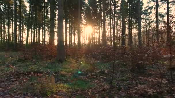 stabilisierte Kamerafahrt des Sonnenlichts bei Sonnenuntergang oder Sonnenaufgang, die durch die Bäume in einem herbstlichen Wald flackert  - Filmmaterial, Video