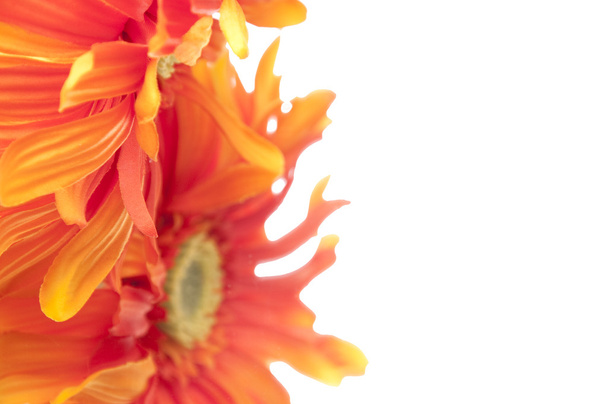 Red and Yellow Gerbera Daisy Background - Photo, Image