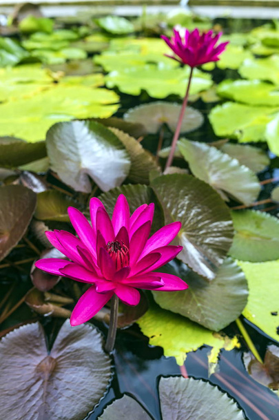 Hermosa flor de lirio de agua rosa (loto), hojas de loto borrosas en el fondo en el día soleado
. - Foto, imagen