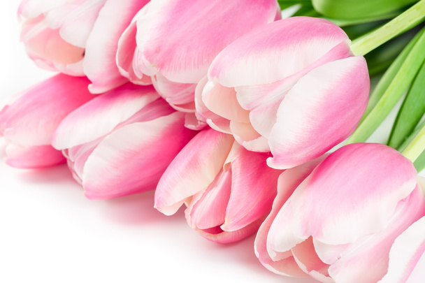 Tulipani fiorenti su bianco
 - Foto, immagini