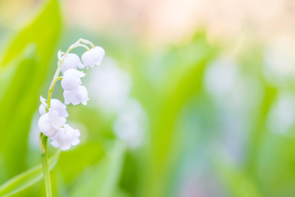 Wild white flowers lily of the valley macro shot - Photo, Image