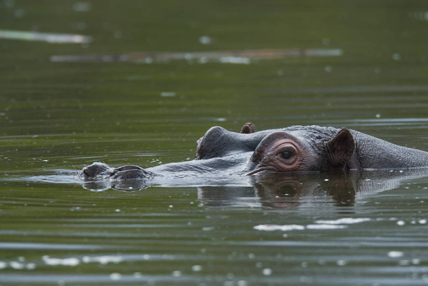 Hippo na natureza selvagem, África do Sul
 - Foto, Imagem
