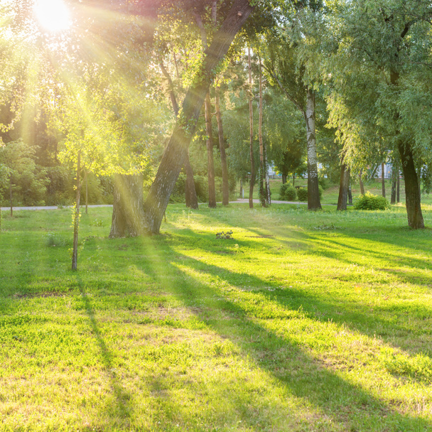 Piękny słoneczny park z wiązki światła na zielonej trawie - Zdjęcie, obraz