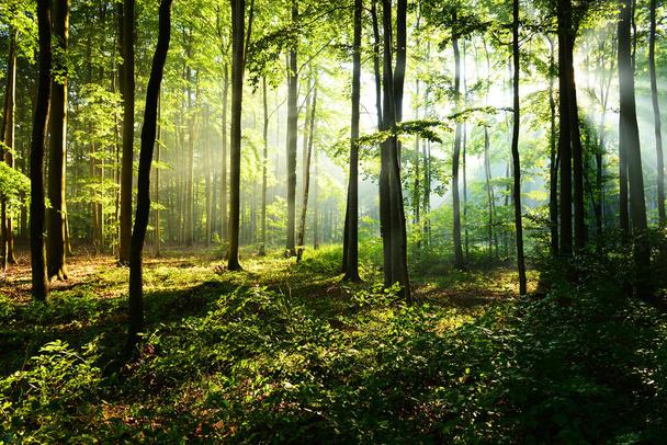 όμορφο πρωί ηλιαχτίδες σε Φθινοπωρινό δάσος - Φωτογραφία, εικόνα